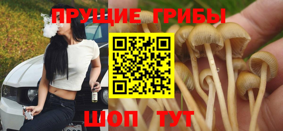Псилоцибиновые грибы Cubensis Иваново